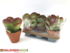 Kalanchoe Thyrsiflora 13Ø 21cm