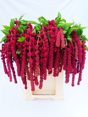 Amaranthus Caudatus Rosary 75cm