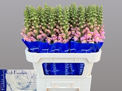 Antirrhinum Antibes Pink 75cm