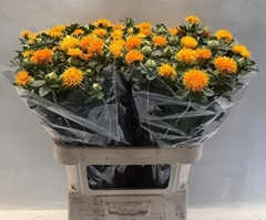 Carthamus Zanzibar 80cm