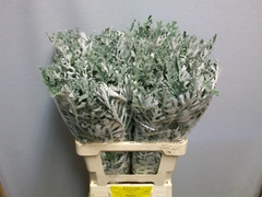 Jacobaea Senecio Maritima 60cm