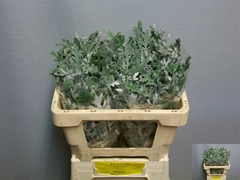 Jacobaea Senecio Maritima 45cm