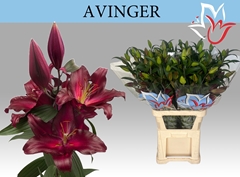 Lily Oriental Avinger 105cm 5+