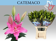 Lily Oriental Catemaco 110cm 5+