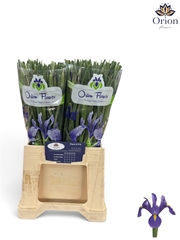 Iris Blue Magic 52cm 28gr.