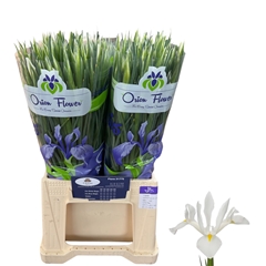 Iris White Magic 50cm 26gr.