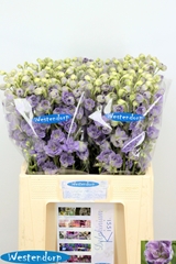 Delphinium Double Kissi Blush Milka 65cm