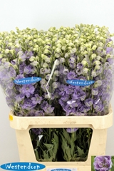 Delphinium Double Kissi Blush Milka 90cm