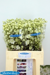 Delphinium Double Kissi White Kermit 65cm