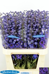 Delphinium Double Kissi Flash Blue 90cm