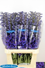 Delphinium Double Kissi Flash Blue 100cm