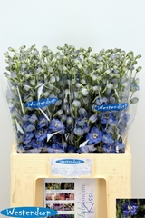 Delphinium Double Kissi Ocean Blue 65cm