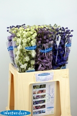Delphinium Double Mix 65cm