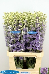 Delphinium Double Kissi Blush Milka 100cm
