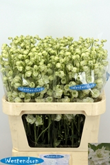 Delphinium Double Kissi White Kermit 80cm