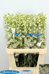 Delphinium Double Kissi White Kermit 90cm