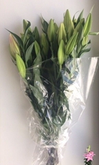 Lily Oriental Praiano 65cm 2+