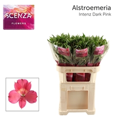 Alstroemeria Intenz Dark Pink 75cm 50gr.