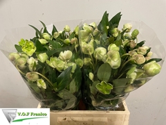 Helleborus Magnificent Bells 40cm
