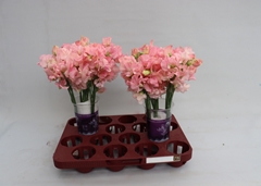 Lathyrus Parfum Salmon 35cm
