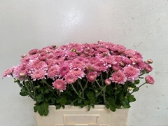 Chrysanth Spray Gompie Pink 55cm 65gr.