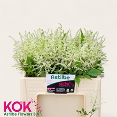 Astilbe Washington 55cm