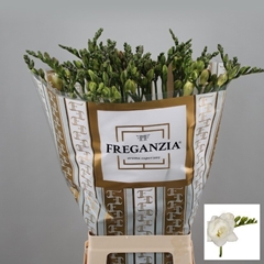 Freesia Double Belleville 65cm 30gr.