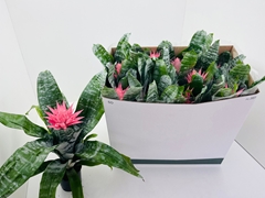 Aechmea Fasciata Primera 12Ø 50cm