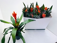 Aechmea Pepita Elegant Flames 15Ø 60cm