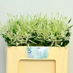 Astilbe Washington 50cm