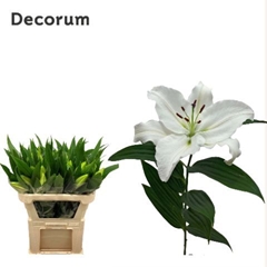 Lily Oriental Ariosto 75cm 1+