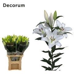 Lily Oriental Galibier 90cm 4+