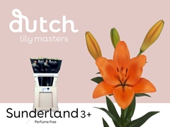 Lily La Sunderland 80cm 3+