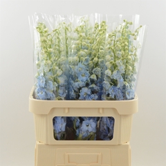 Delphinium Double Dewi Boy 80cm