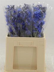 Delphinium Single Deldonna Blue 60cm