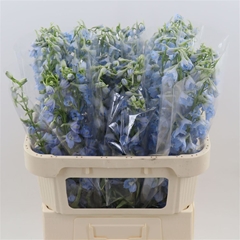 Delphinium Single Sky Waltz 80cm