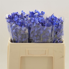 Delphinium Single Donna 50cm