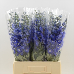 Delphinium Double Dev Navy Blue 60cm
