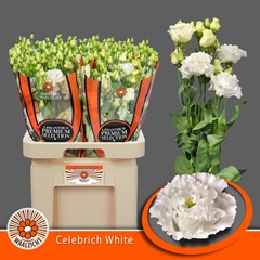 Eustoma Double Celebrich White 70cm