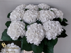Hydrangea Schneeball 80cm 19-21cm Hd