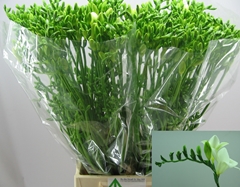 Freesia Single Diamond River 55cm 15gr.