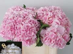 Hydrangea Verena 50cm 13-15cm Hd