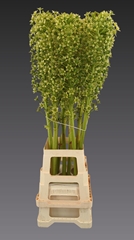 Eucomis Pole-Evansii Goliath 100cm