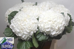 Hydrangea Allure 80cm 17-19cm Hd