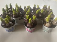 Hyacinthus Mix 12Ø 13cm 3pp