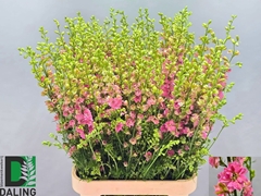 Consolida Regalis Qis Rose 100cm