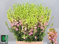 Consolida Regalis Qis Light Pink 80cm