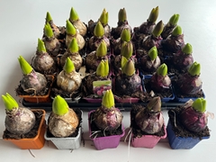 Hyacinthus Mix 7Ø 13cm 1pp