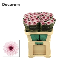 Chrysanth Single Pip Pretty 70cm 75gr.