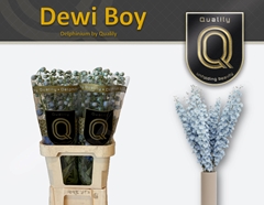 Delphinium Double Dewi Boy 80cm